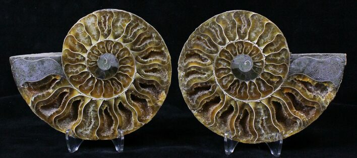 Polished Ammonite Pair - Million Years #19554